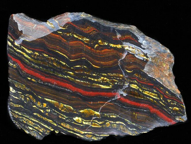 Polished Tiger Iron Stromatolite - ( Billion Years) #62710